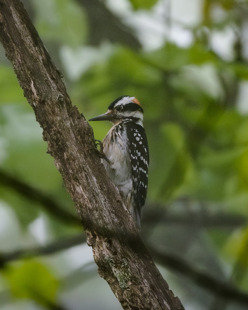 Hairy Woodpecker - ML617729452