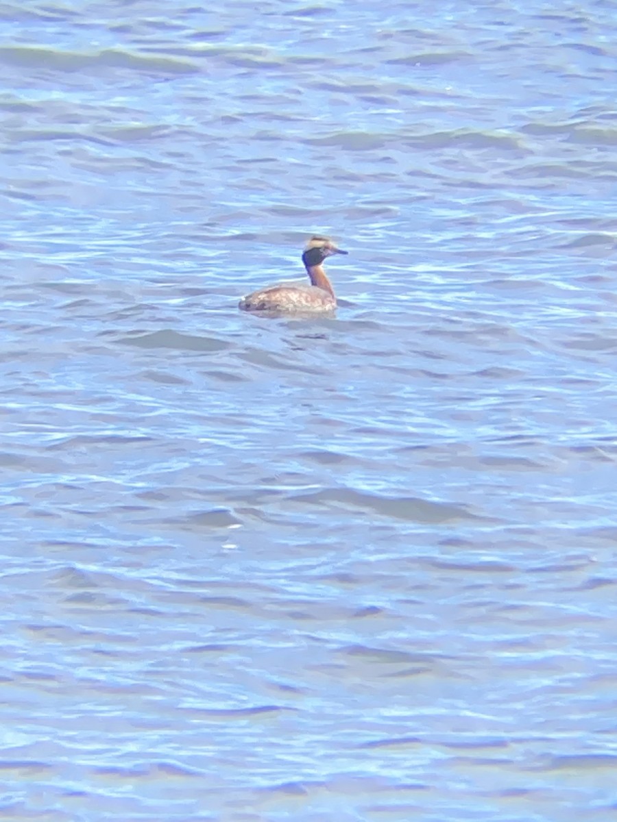 Horned Grebe - ML617729455