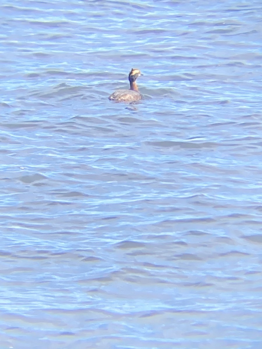 Horned Grebe - ML617729456