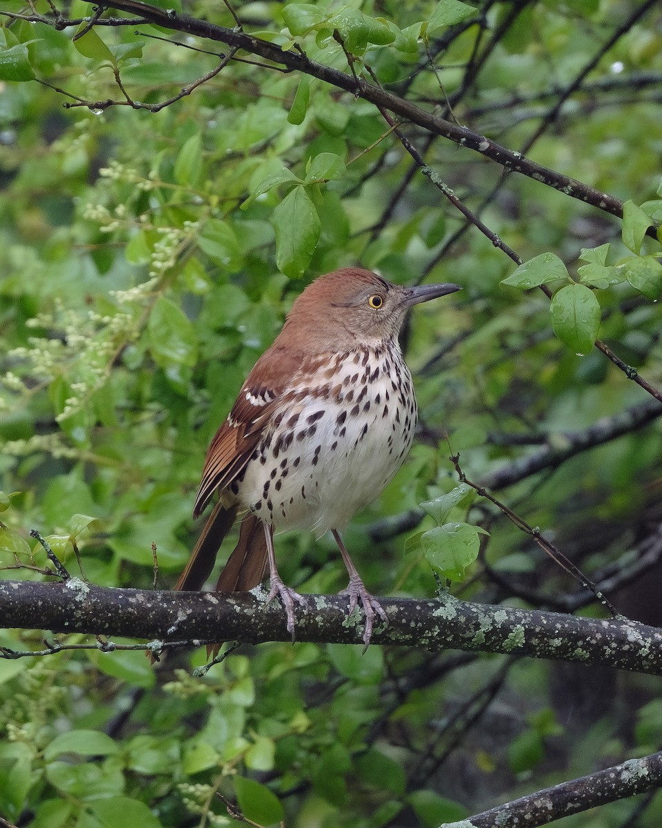 Brown Thrasher - ML617729459