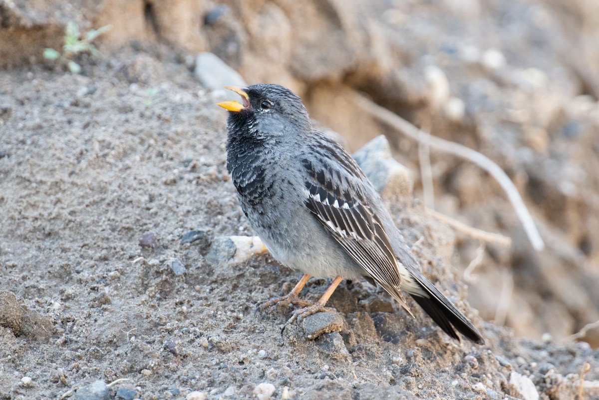 Mourning Sierra Finch - ML617729464