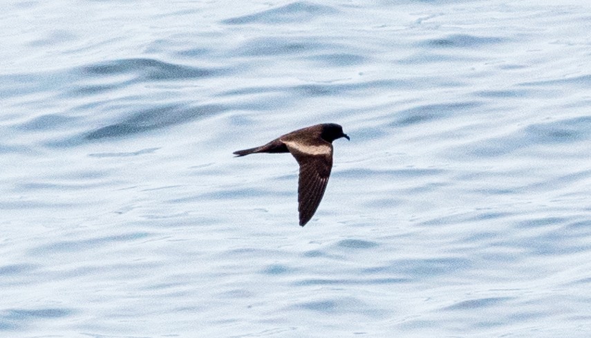 Markham's Storm-Petrel - ML617729488