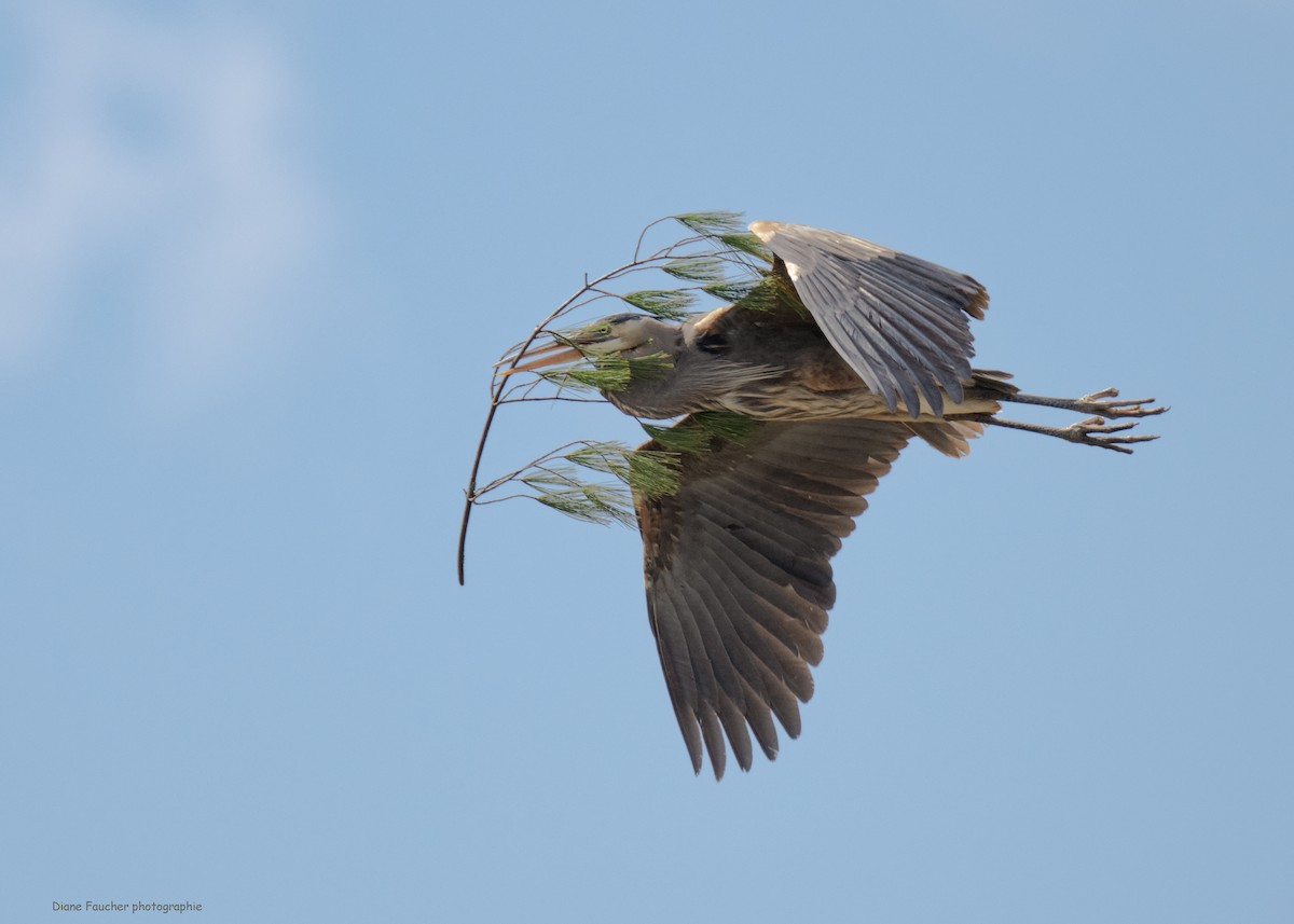 Great Blue Heron - ML617729502