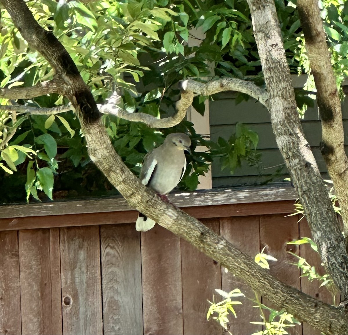 White-winged Dove - ML617729518