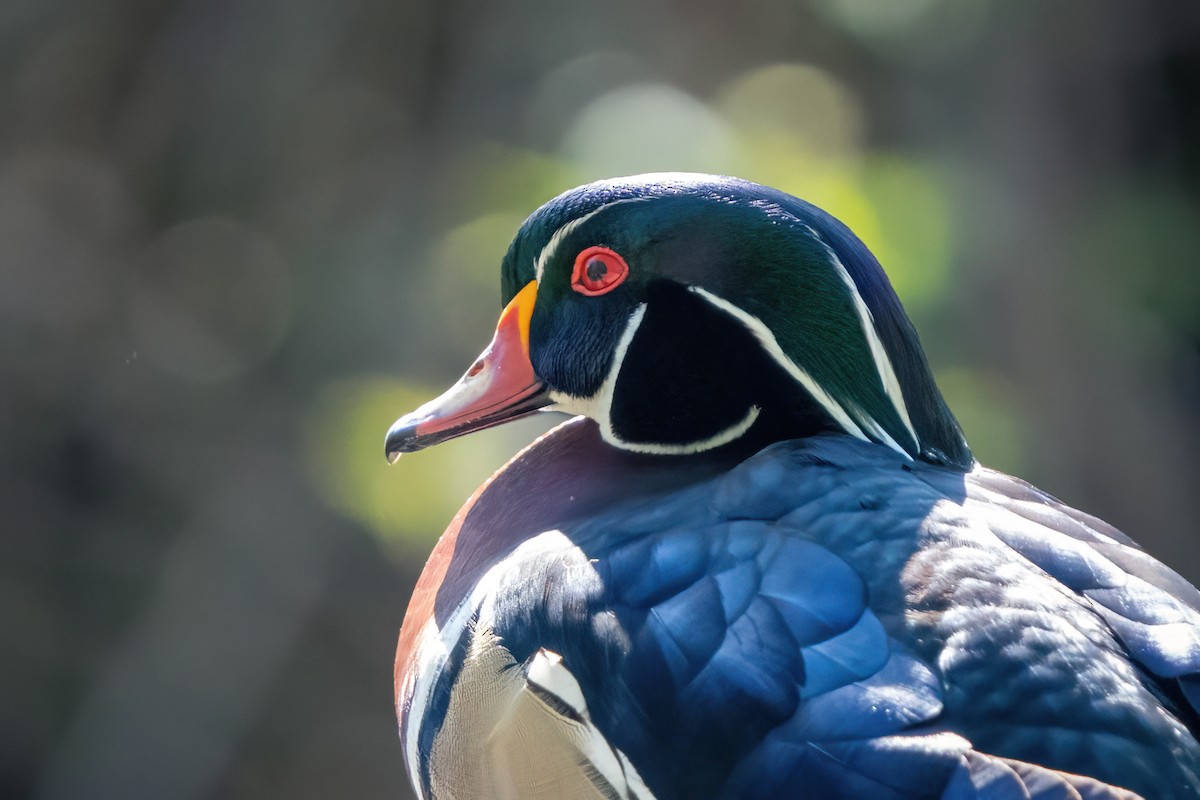 Wood Duck - ML617729534