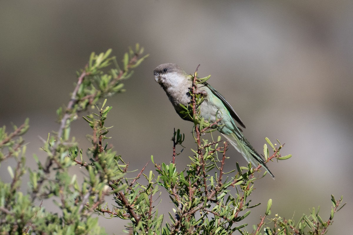 Gray-hooded Parakeet - John C. Mittermeier