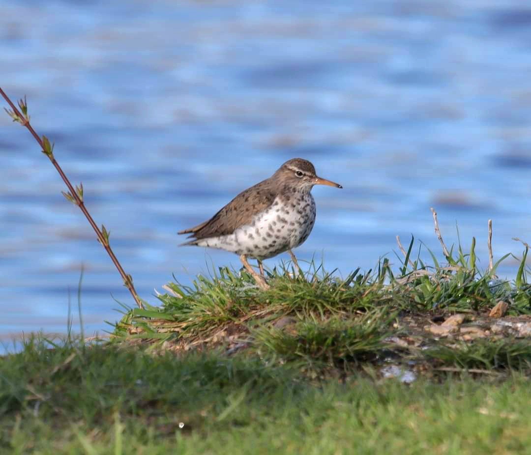 Spotted Sandpiper - ML617729560