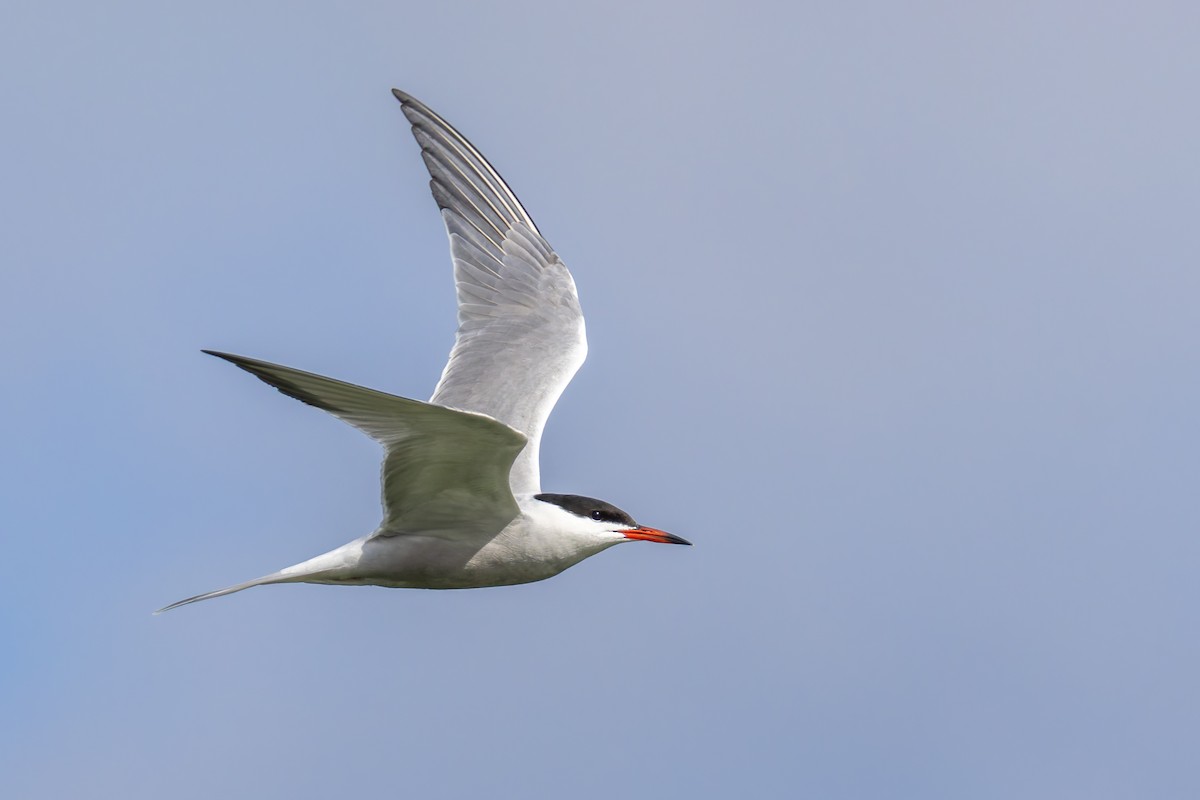 Common Tern - ML617729640