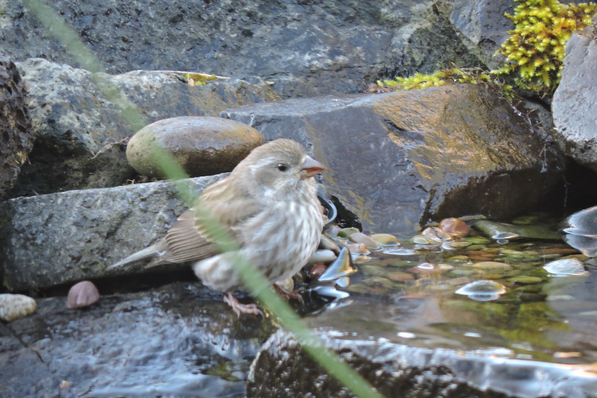 Purple Finch - ML617729672