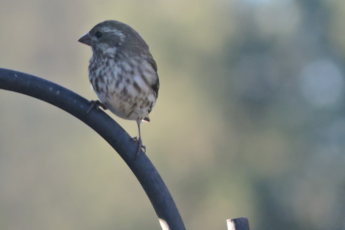 Purple Finch - ML617729674