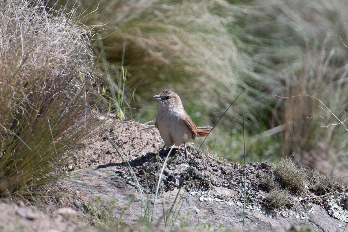 Streak-fronted Thornbird - ML617729680