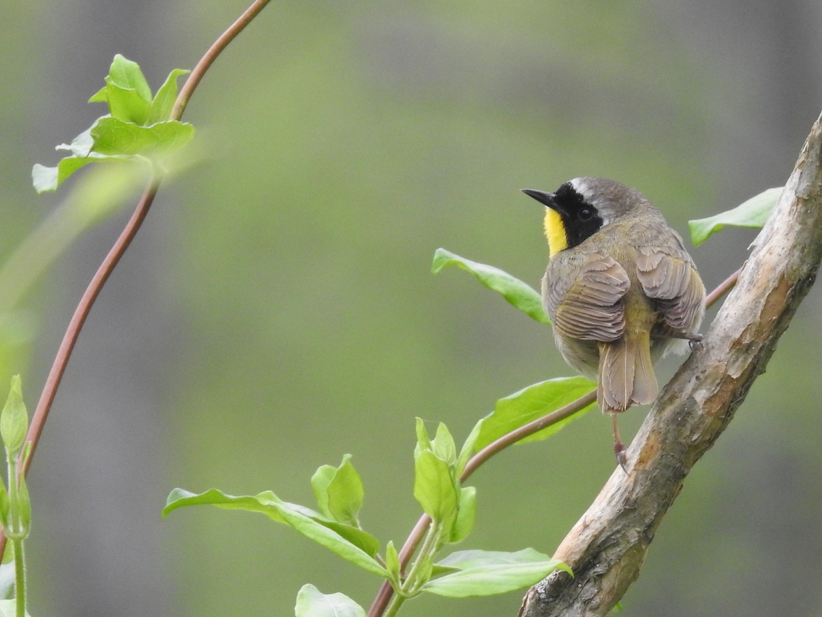 Common Yellowthroat - ML617729684