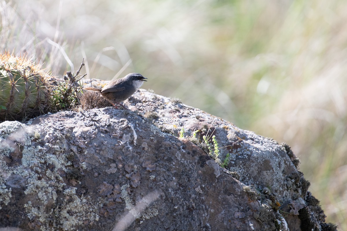White-browed Tapaculo - ML617729685