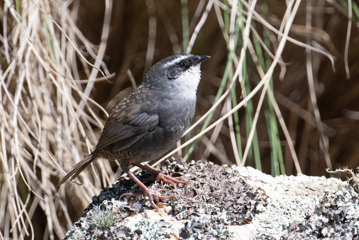 White-browed Tapaculo - ML617729687