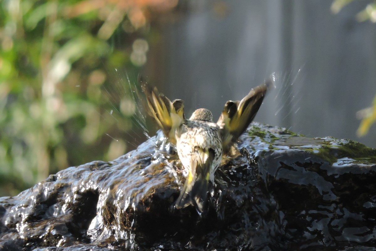 Pine Siskin - ML617729690