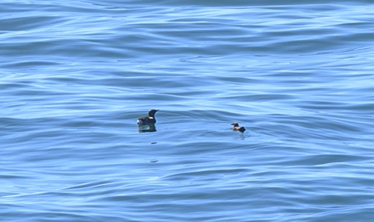 Marbled Murrelet - ML617729696