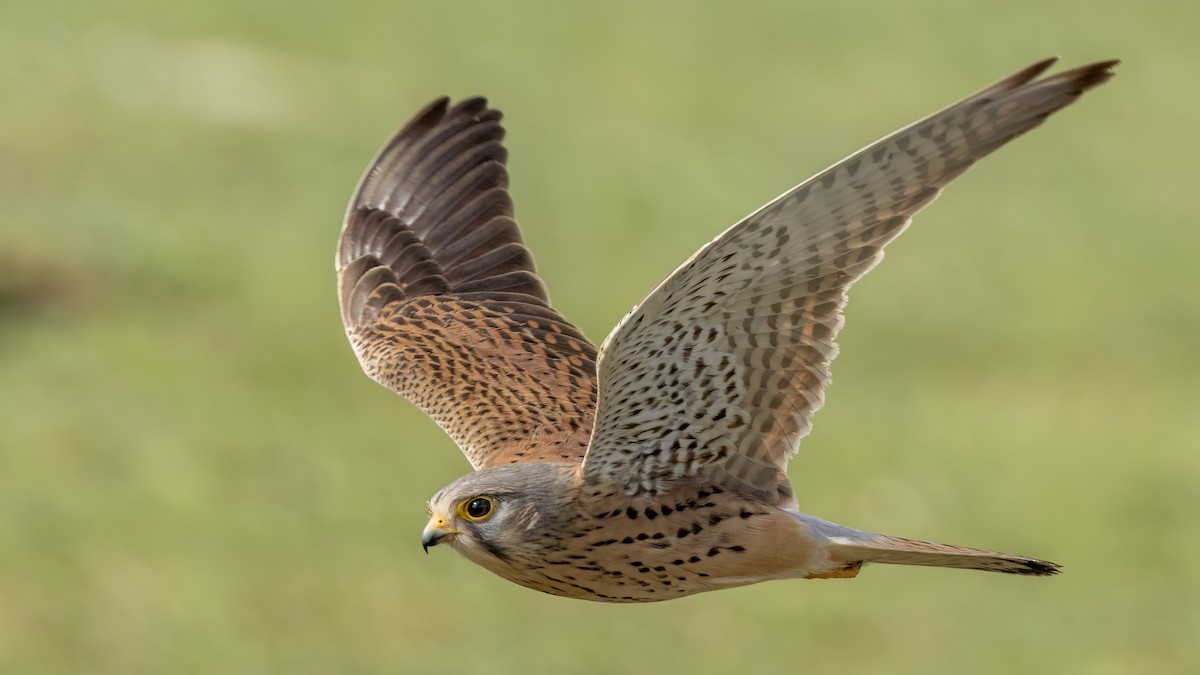 Eurasian Kestrel - Korhan Urgup