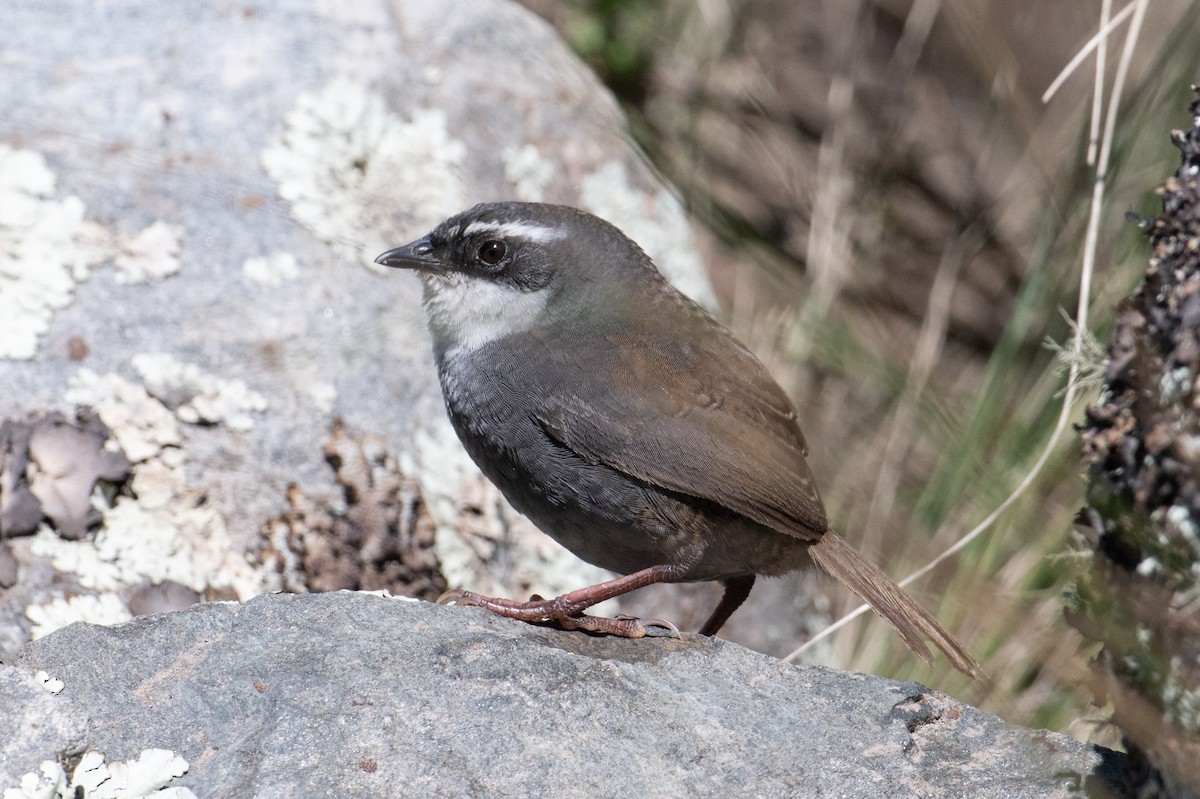 White-browed Tapaculo - ML617729714