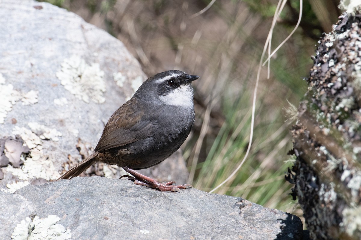 White-browed Tapaculo - ML617729716