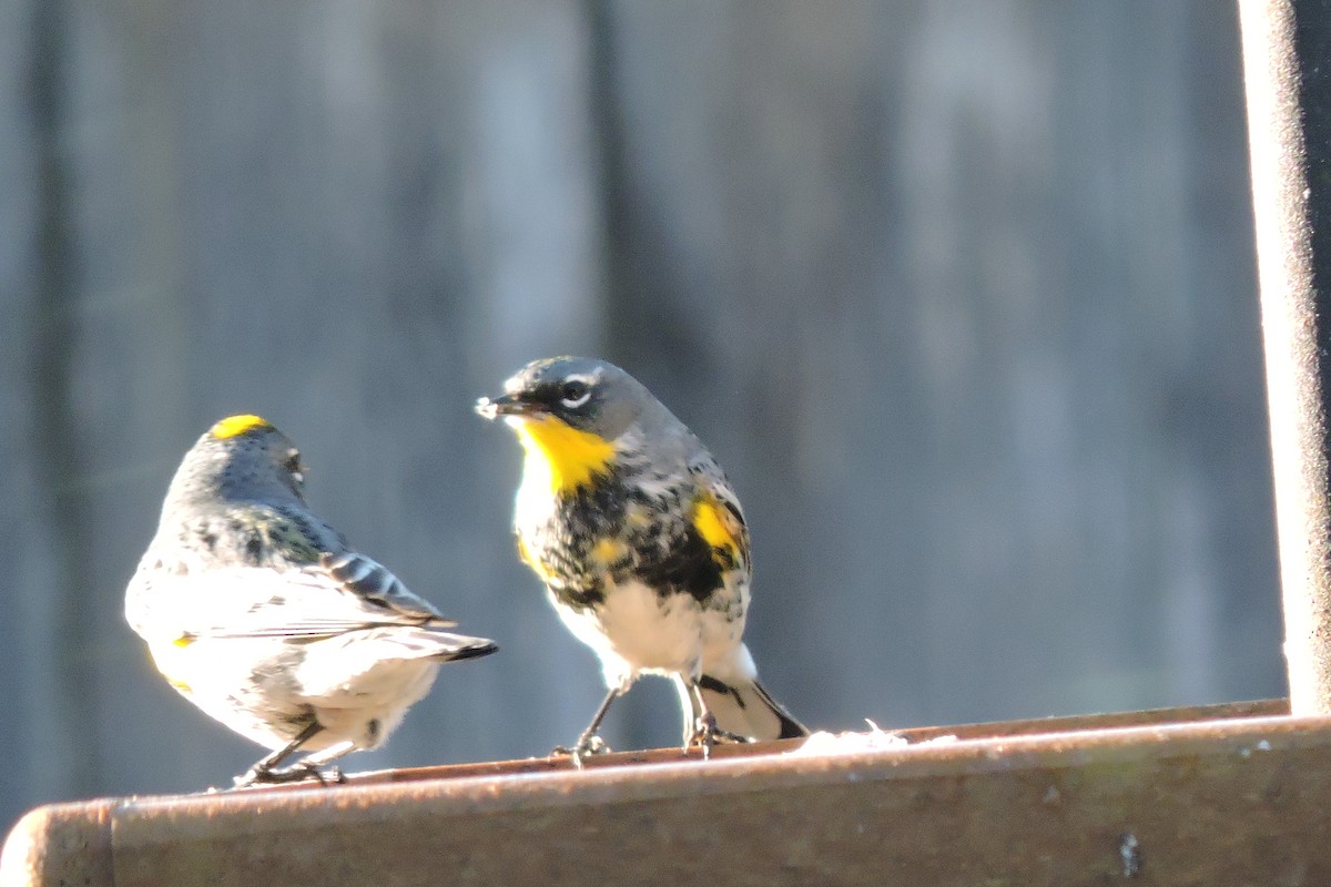 Yellow-rumped Warbler (Audubon's) - ML617729725