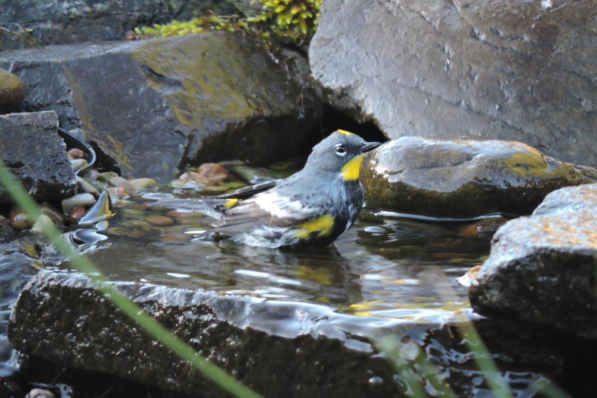 Yellow-rumped Warbler (Audubon's) - ML617729726