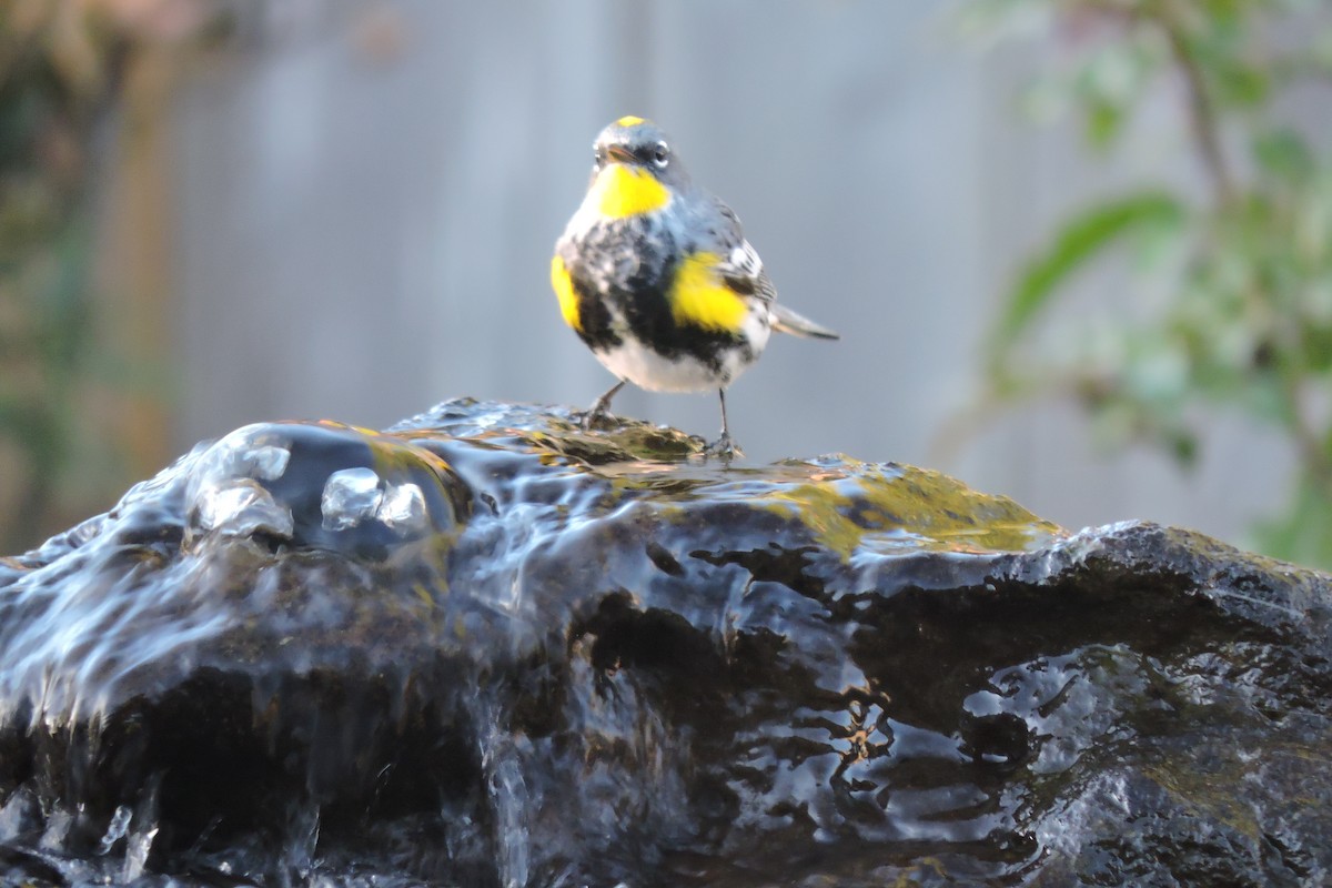 Yellow-rumped Warbler (Audubon's) - ML617729727