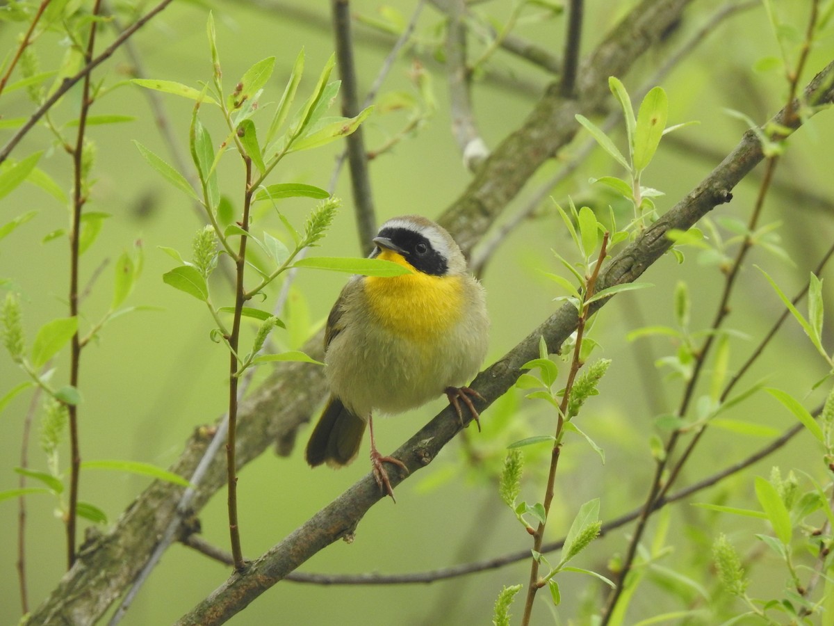 Common Yellowthroat - ML617729734