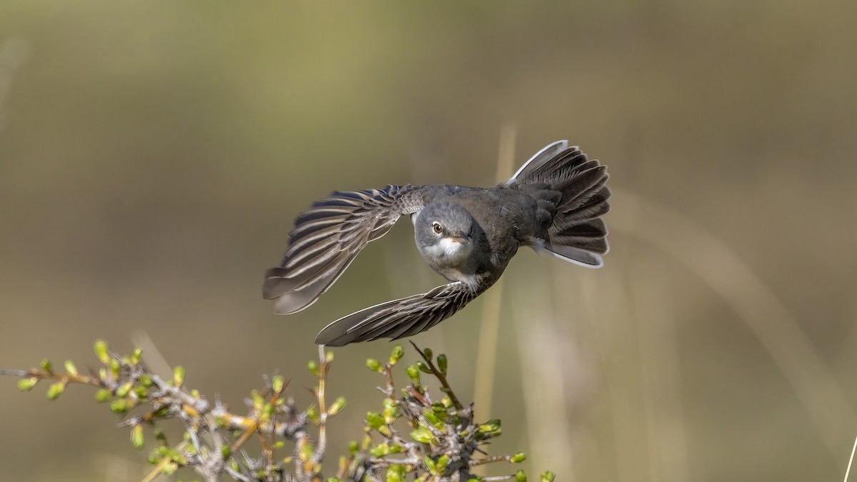 Greater Whitethroat - ML617729763