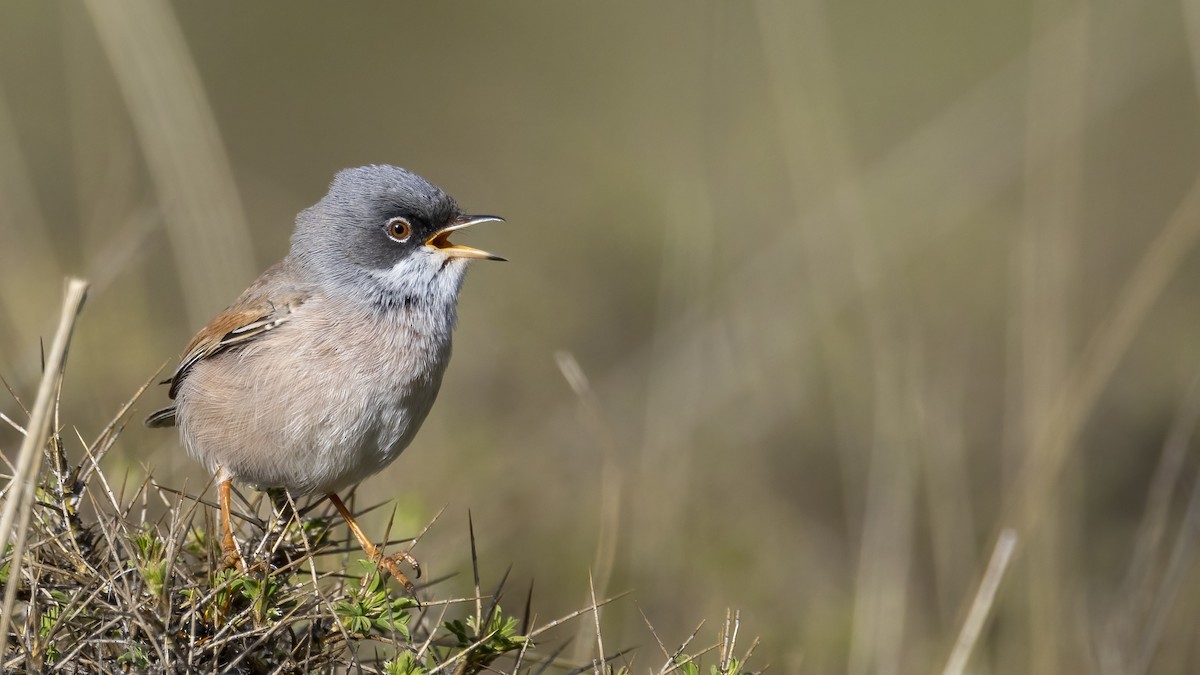 Spectacled Warbler - Mehmet Kemal SONDAŞ