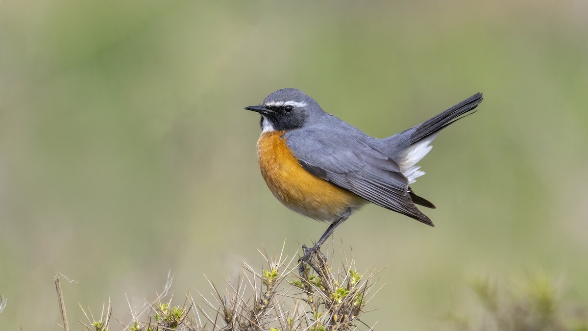 White-throated Robin - Mehmet Kemal SONDAŞ