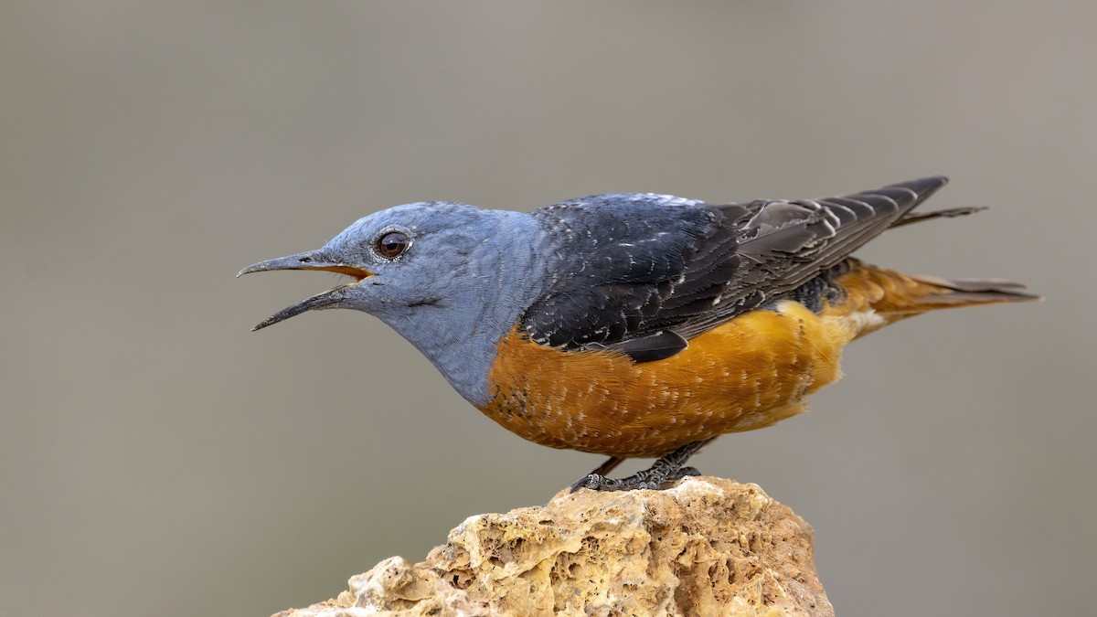 Rufous-tailed Rock-Thrush - Mehmet Kemal SONDAŞ