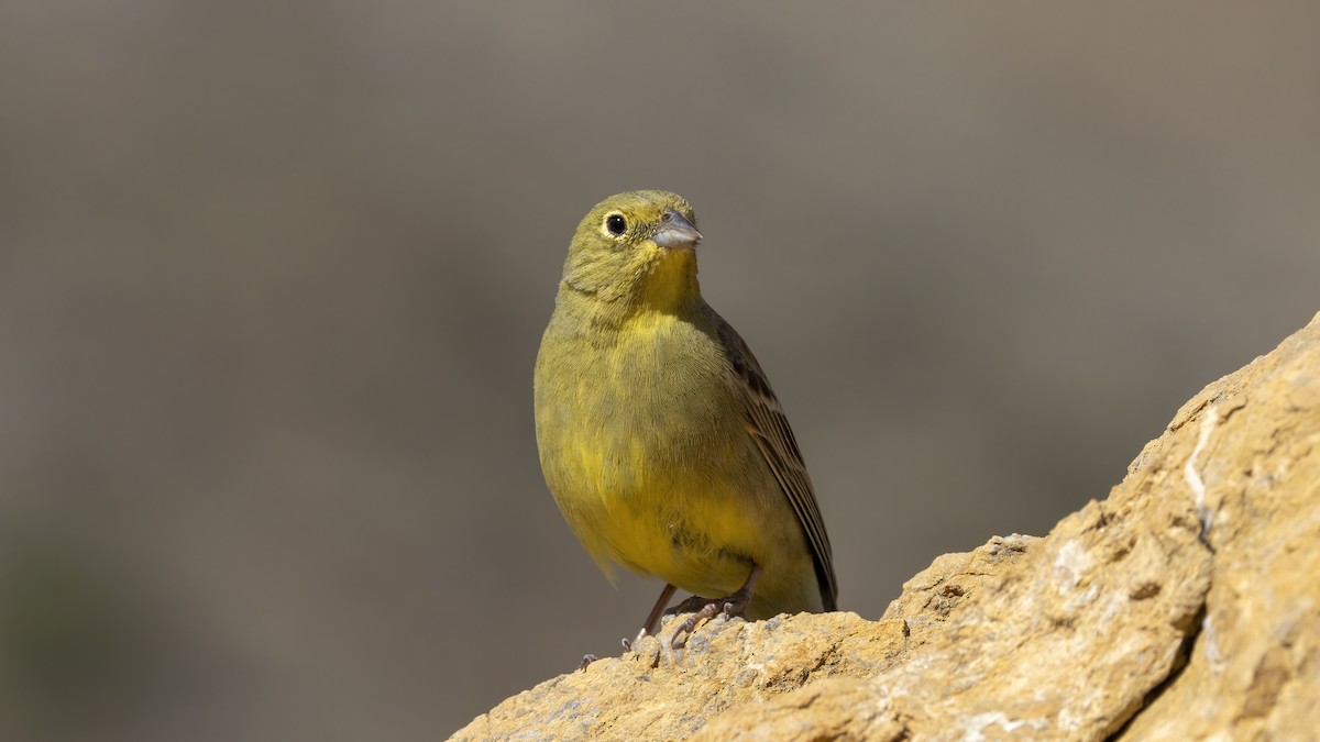 Cinereous Bunting - ML617729806