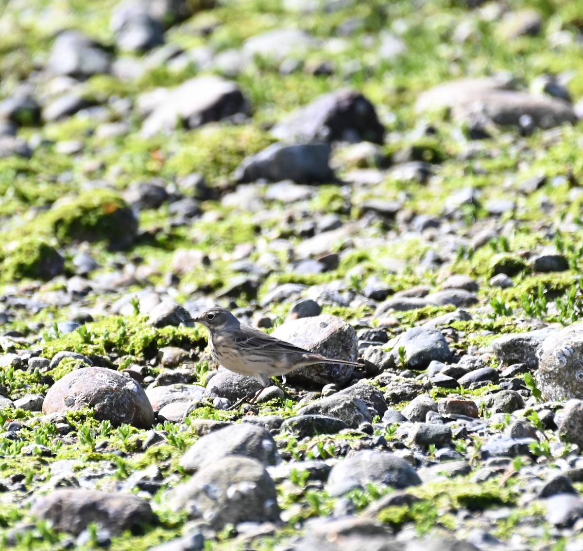 American Pipit - ML617729814