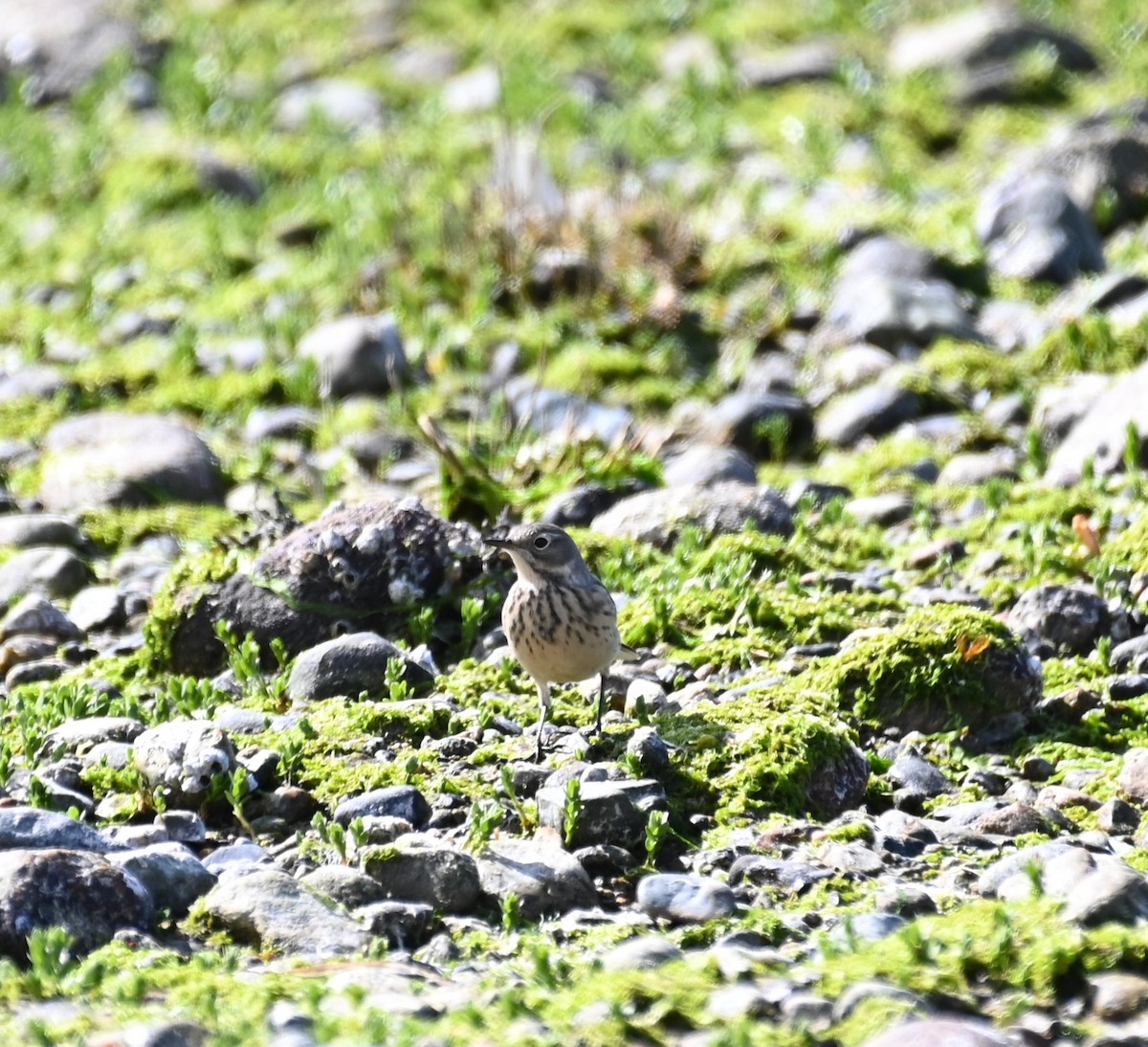 American Pipit - ML617729815