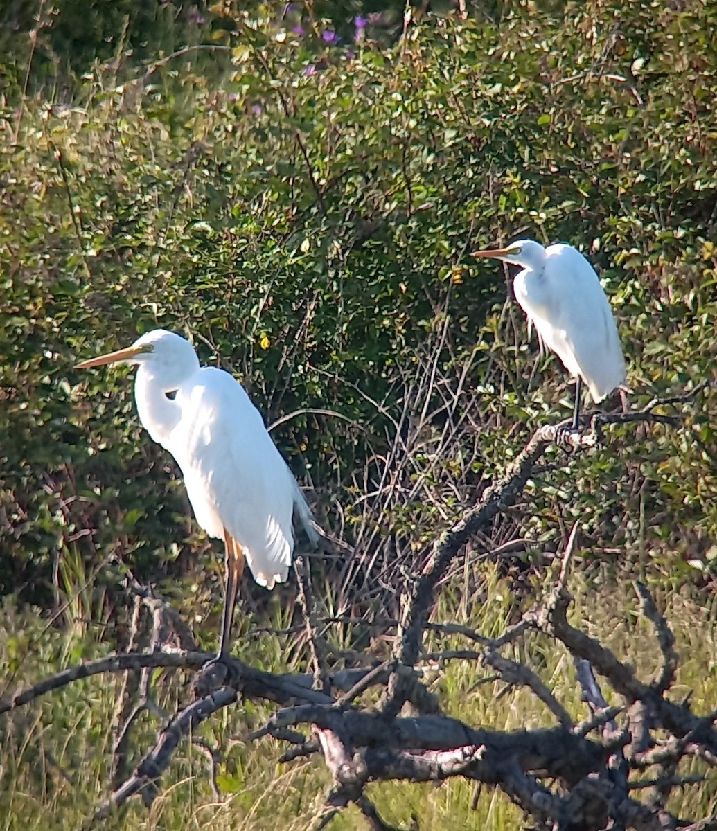 Yellow-billed Egret - ML617729852