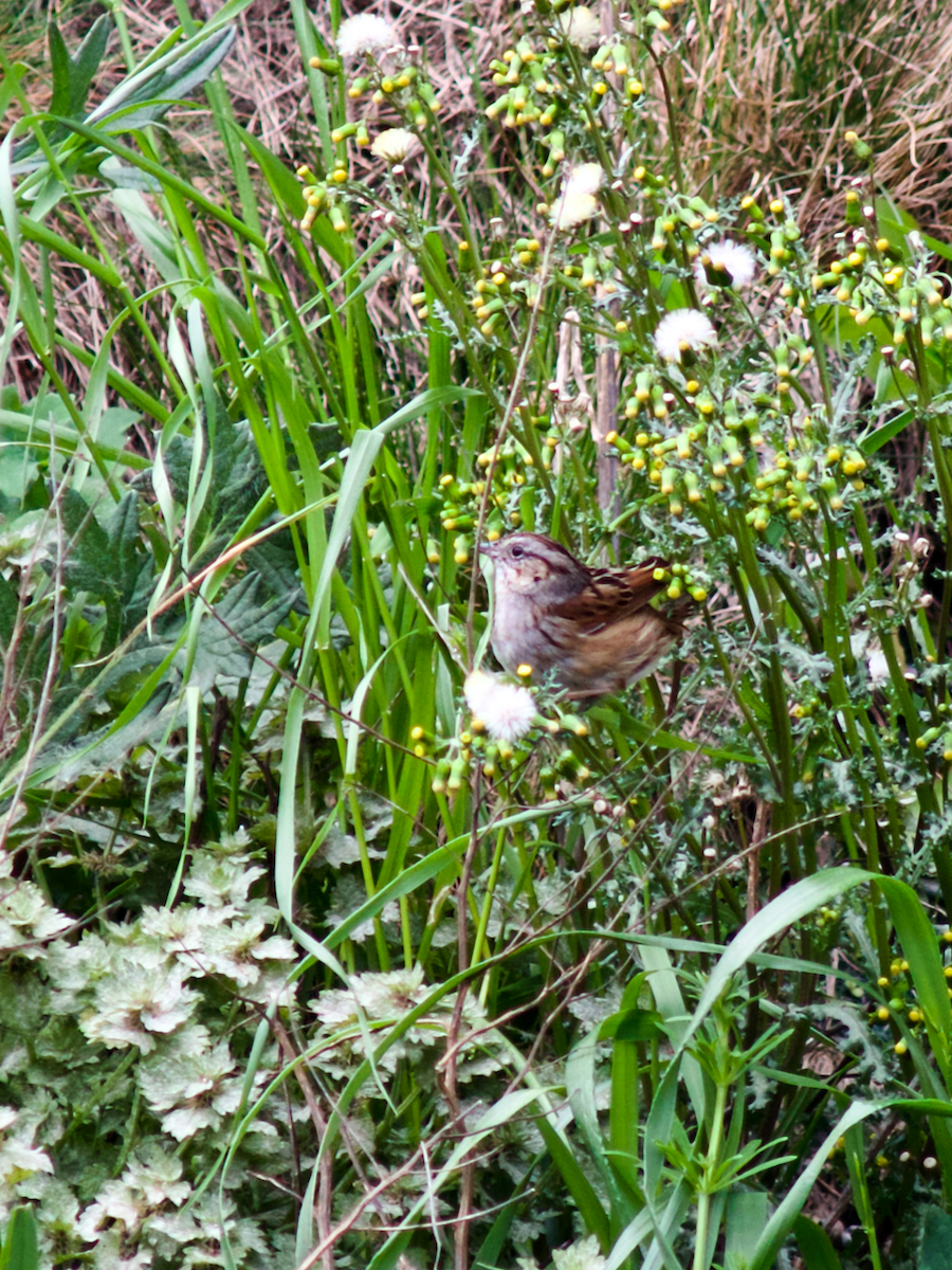 Swamp Sparrow - ML617729875