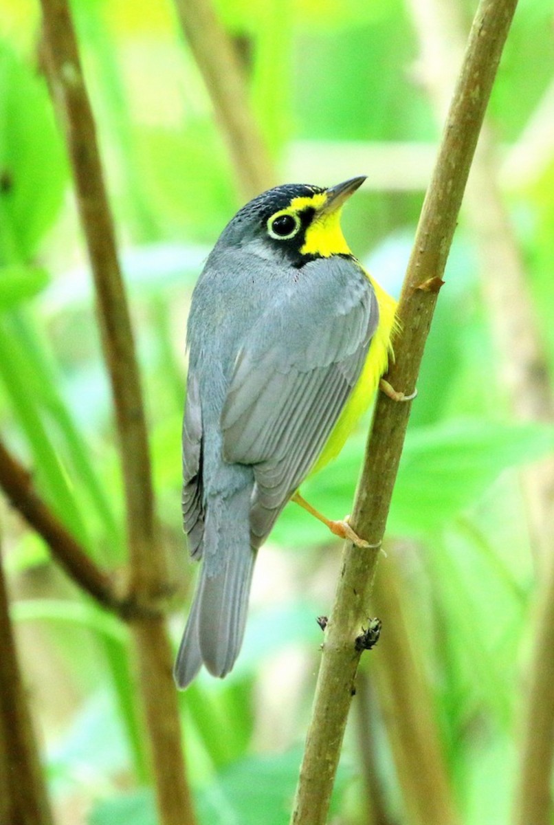 Canada Warbler - ML617729882