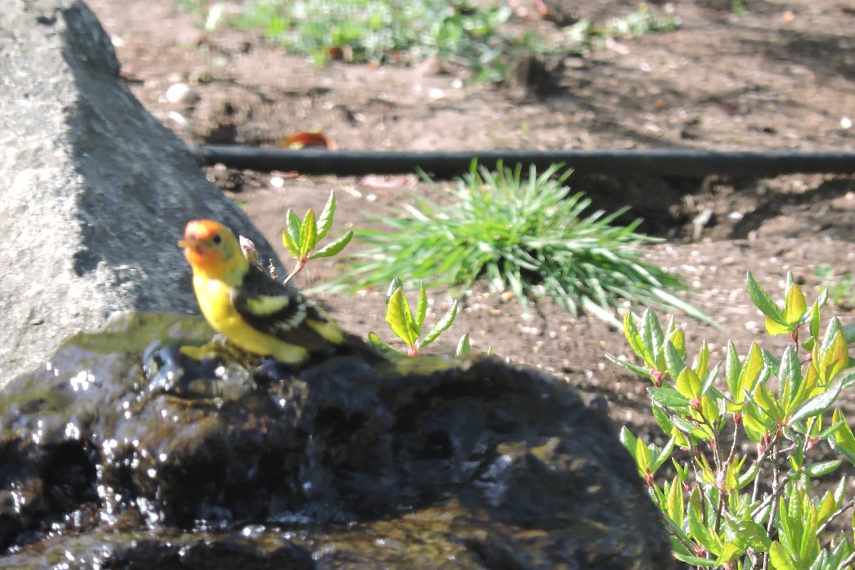 Western Tanager - ML617729885