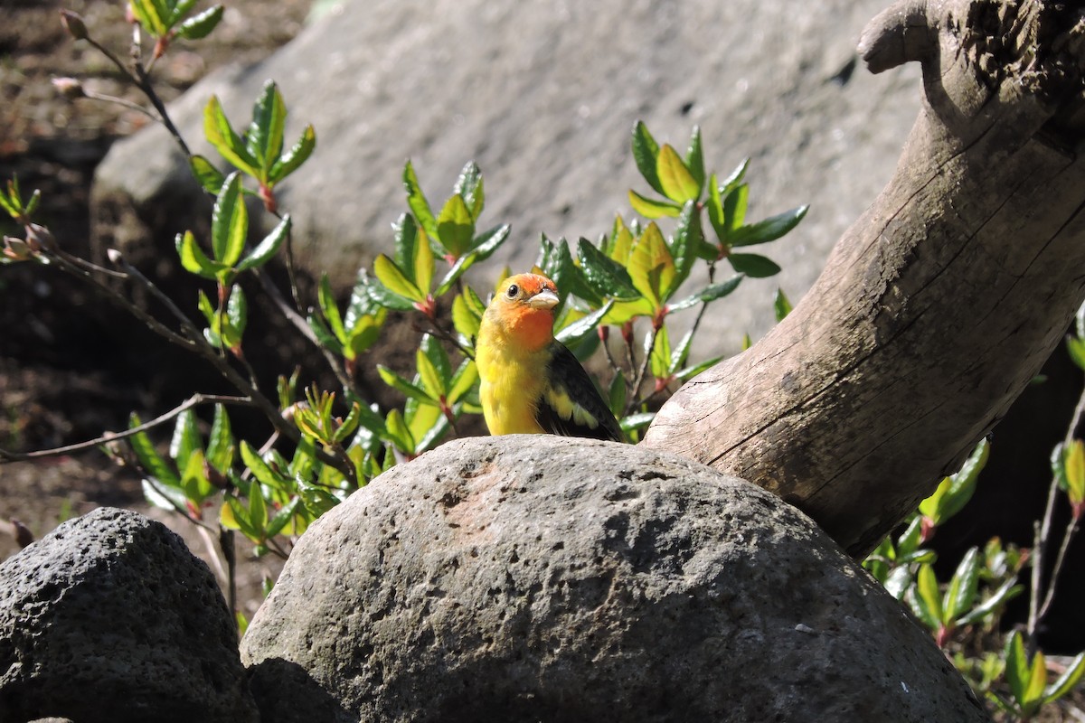 Western Tanager - ML617729886