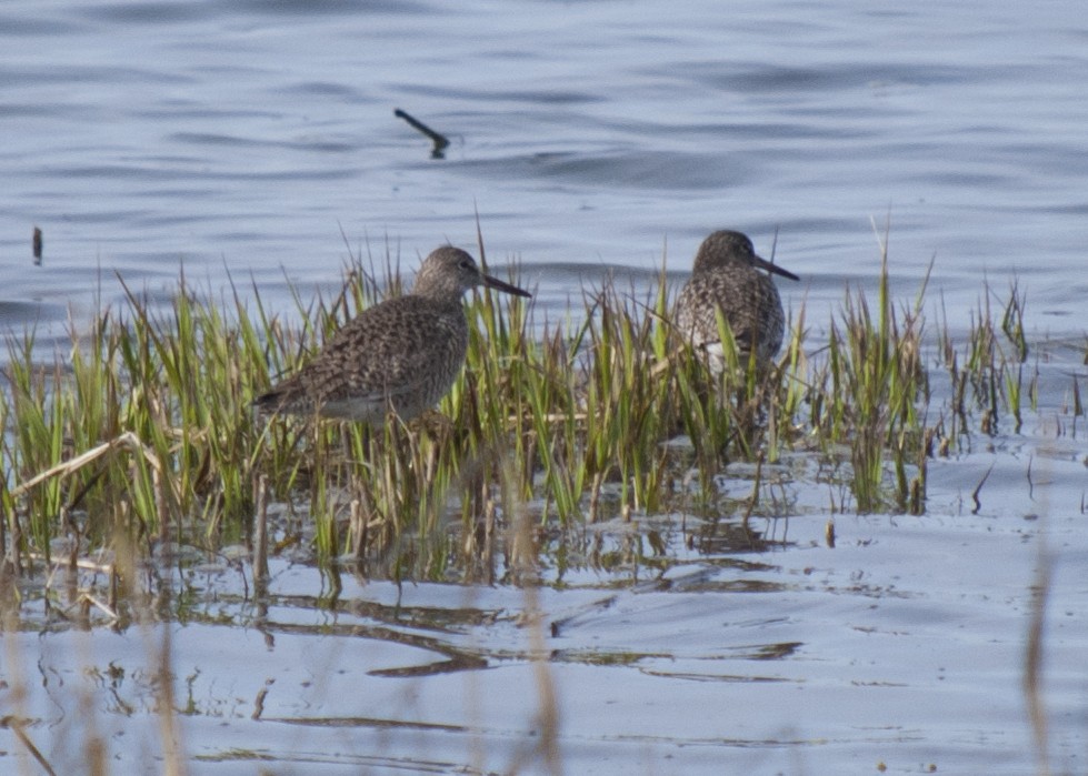 Willet (Eastern) - ML617729900