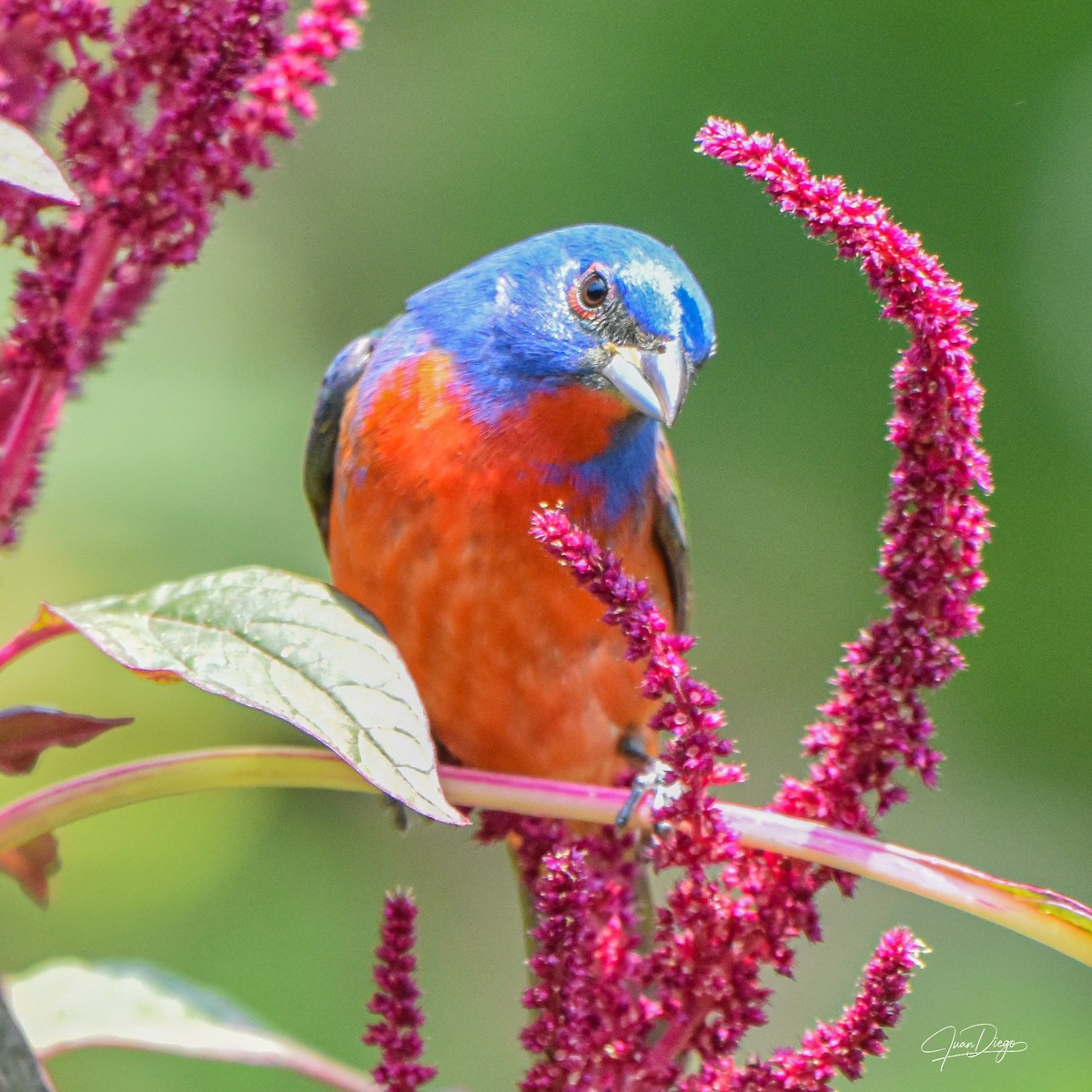 Painted Bunting - ML617729901