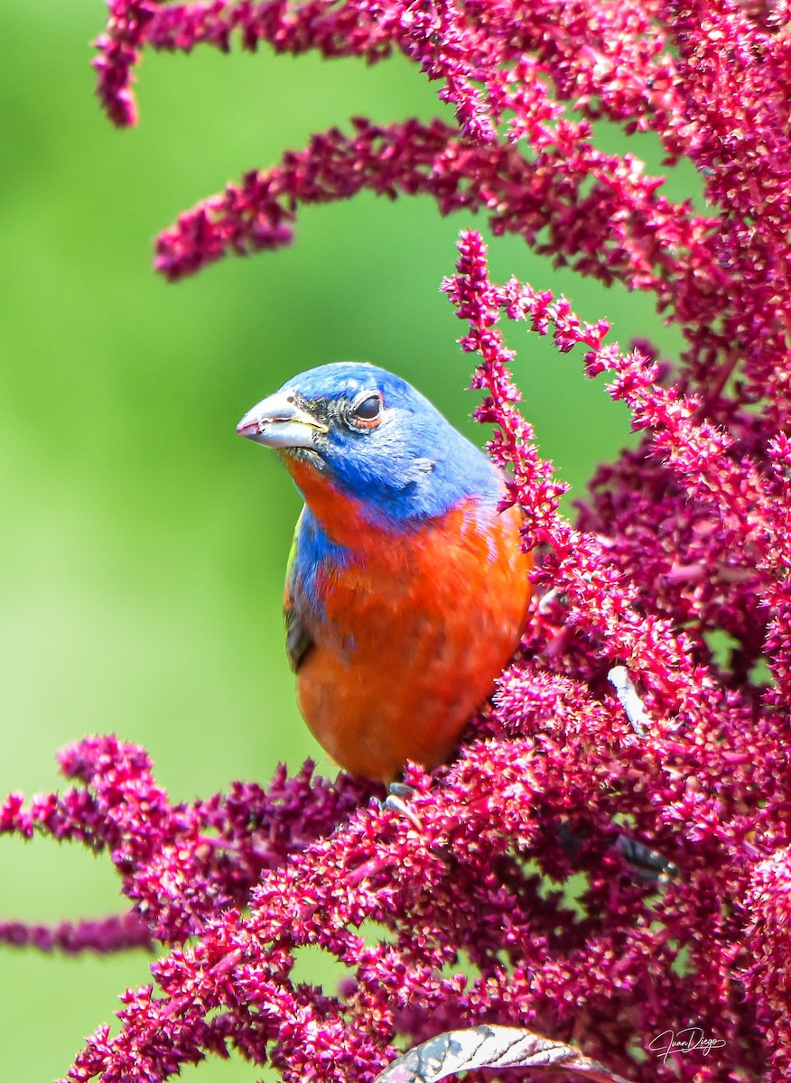 Painted Bunting - ML617729902