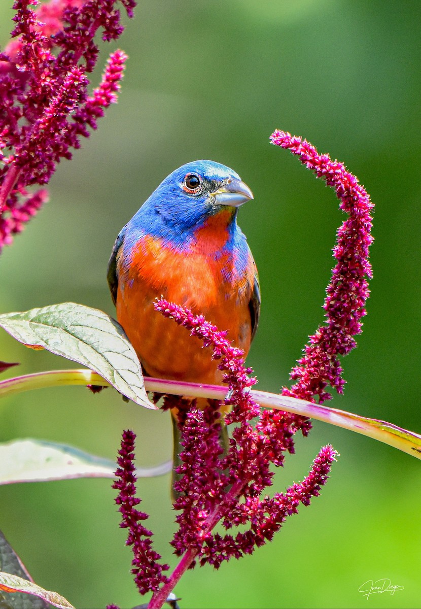 Painted Bunting - ML617729903