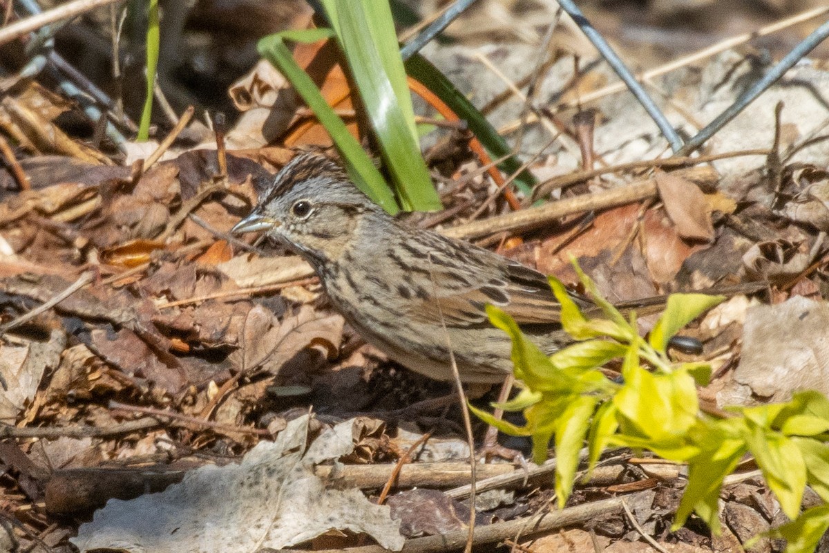 Lincoln's Sparrow - ML617729934