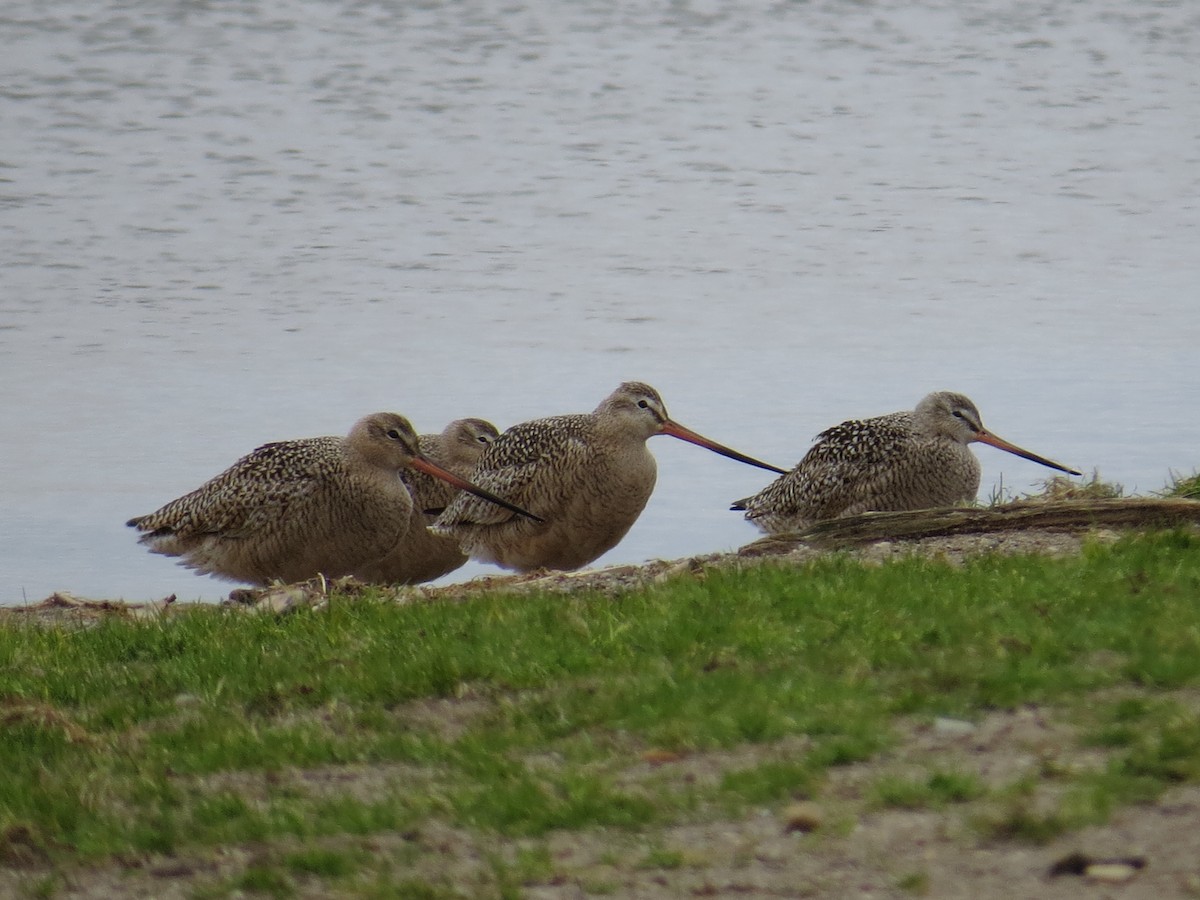 Marbled Godwit - ML617729963