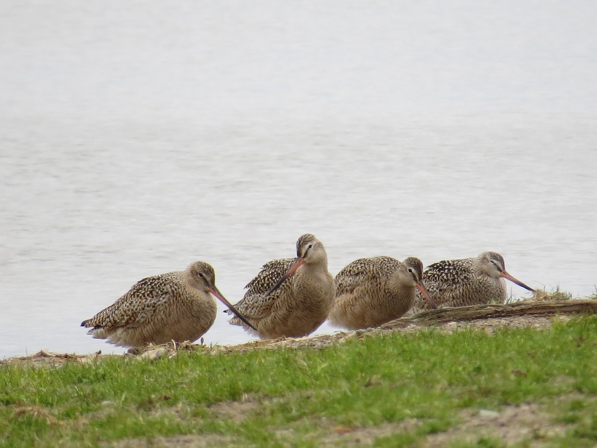 Marbled Godwit - Michael L Crouse