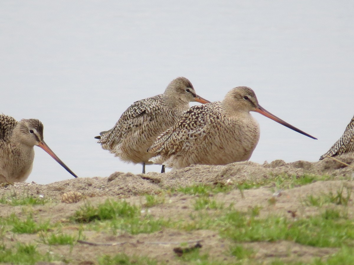 Marbled Godwit - ML617729966