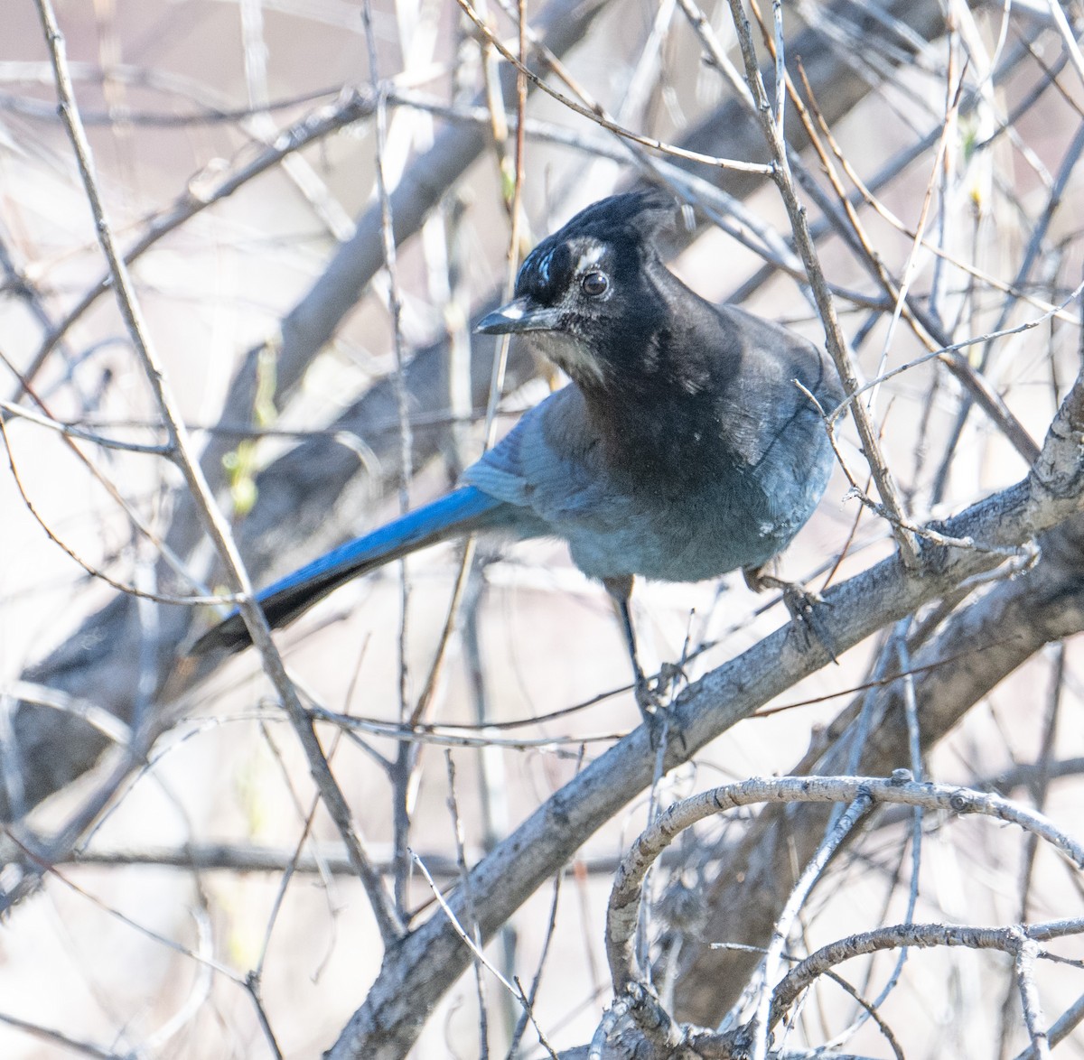 Steller's Jay - ML617729981