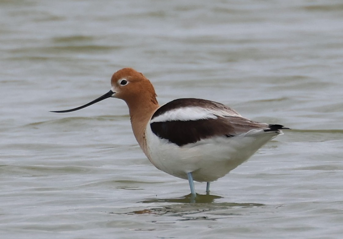 Avocette d'Amérique - ML617729985