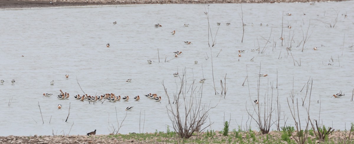 American Avocet - Kenneth  Thompson